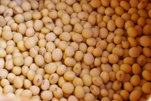 無肥料・自然栽培の大豆