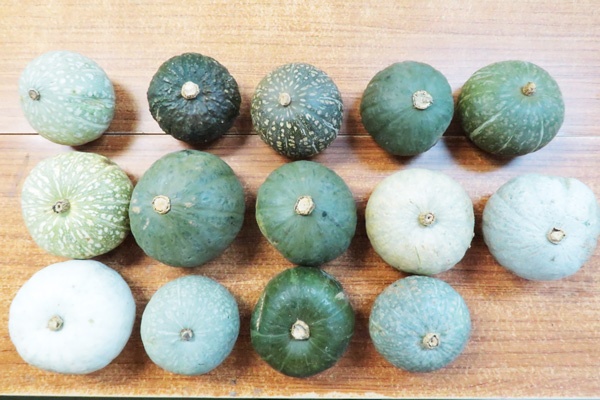 ̵ݤۤäʳѤΤΤޤ