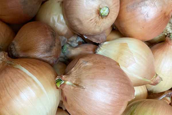 ���������ζ̤ͤ�