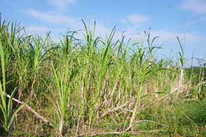 �������ݤΥ��ȥ�����