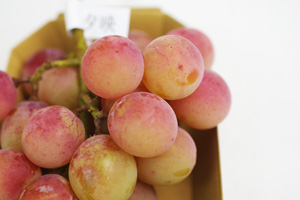 ���ȿ��Ρ�ͼ�ǡ�