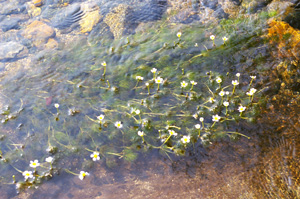 綺麗な川にしか育たない梅花藻