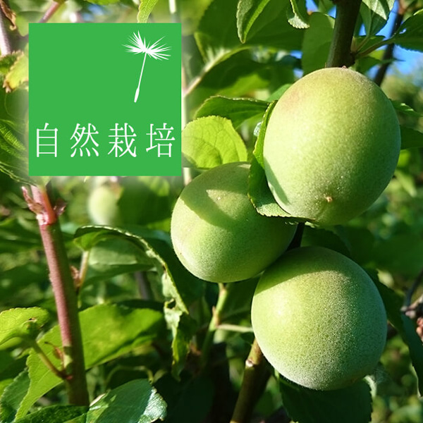 【コトマト】自然栽培　南高梅　5キロ 楽天市場】無農薬 南高梅 5kgの通販