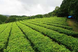 健一自然農園の茶畑。実生の茶畑で複数の種類お茶が生えています。
