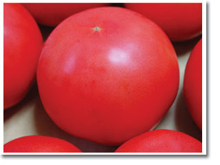 【無施肥無農薬栽培】完熟トマト