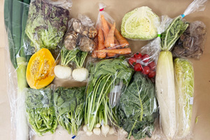 1月16日の無施肥無農薬栽培と自然栽培の定期宅配Lセット/大根、小カブ、小カブの間引き菜、西洋南瓜、里芋、菊芋、ニンジン、キャベツ(カット)、白菜(カット)、白ネギ、サニーレタス、コラードケール、菊菜、菜の花、ミニトマト