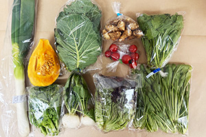 1月16日の無施肥無農薬栽培と自然栽培の定期宅配Mセット/小カブ、西洋南瓜、菊芋、白ネギ、サニーレタス、コラードケール、壬生菜、菊菜、菜の花、ミニトマト