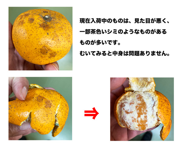 茶色いシミのようなものがあります。