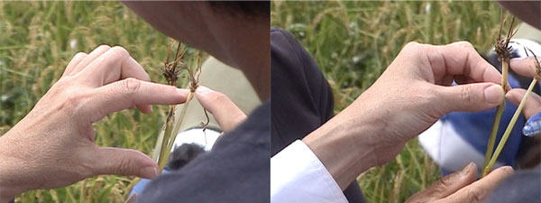 無施肥無農薬栽培と倒れている慣行栽培の稲の節の比較