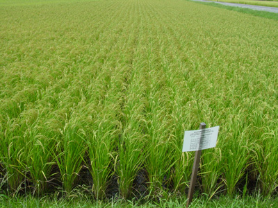無施肥無農薬栽培もち米の水田