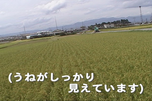 無施肥無農薬栽培もち米の水田