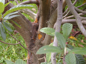 無施肥無農薬栽培の枇杷の樹