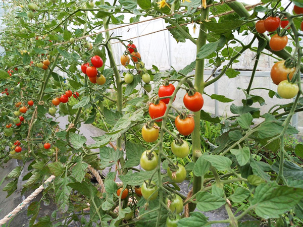 無肥料・自然栽培スロウファームのミニトマト