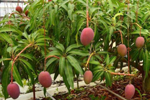 無肥料自然栽培マンゴー