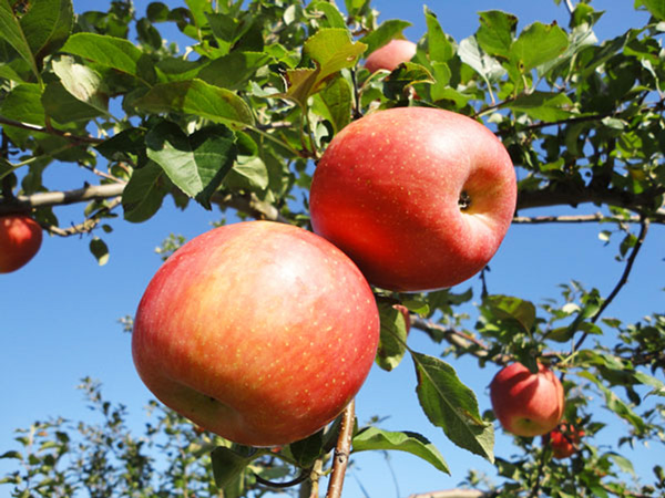 無肥料・減農薬栽培】りんご（ふじ）5kg 体が喜ぶリンゴ・農薬7割減で