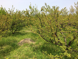 梅の里自然農園の梅畑